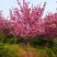 樱花苗樱花树苗日本樱花树苗嫁接早樱晚樱樱花小苗绿化苗当年