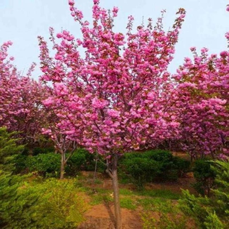 樱花苗樱花树苗日本樱花树苗嫁接早樱晚樱樱花小苗绿化苗当年