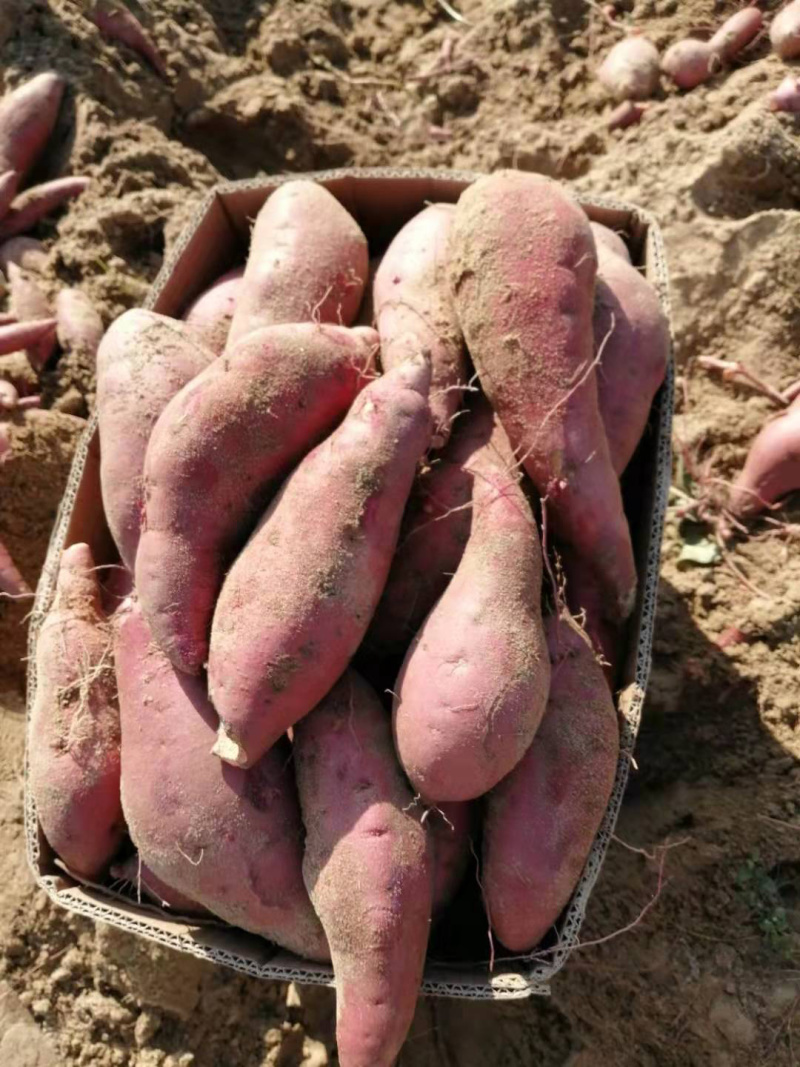 精选西瓜红商品货广东潮汕产地直销sss