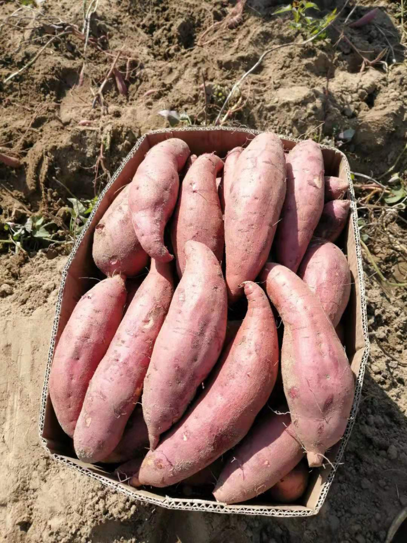 精选西瓜红商品货广东潮汕产地直销sss