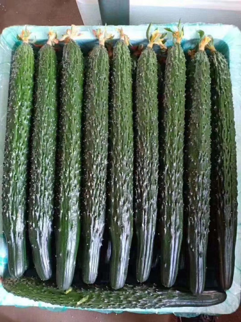 油亮条黄瓜,黑皮黄瓜，顶花带刺短把绿瓤，25公分以上