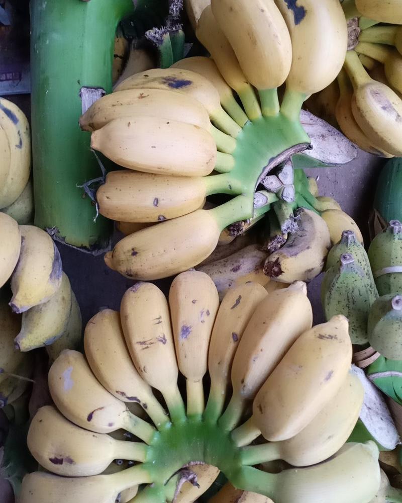 小米蕉又称皇帝蕉，鸡蕉，一手货源，支持一代，9斤净果包邮