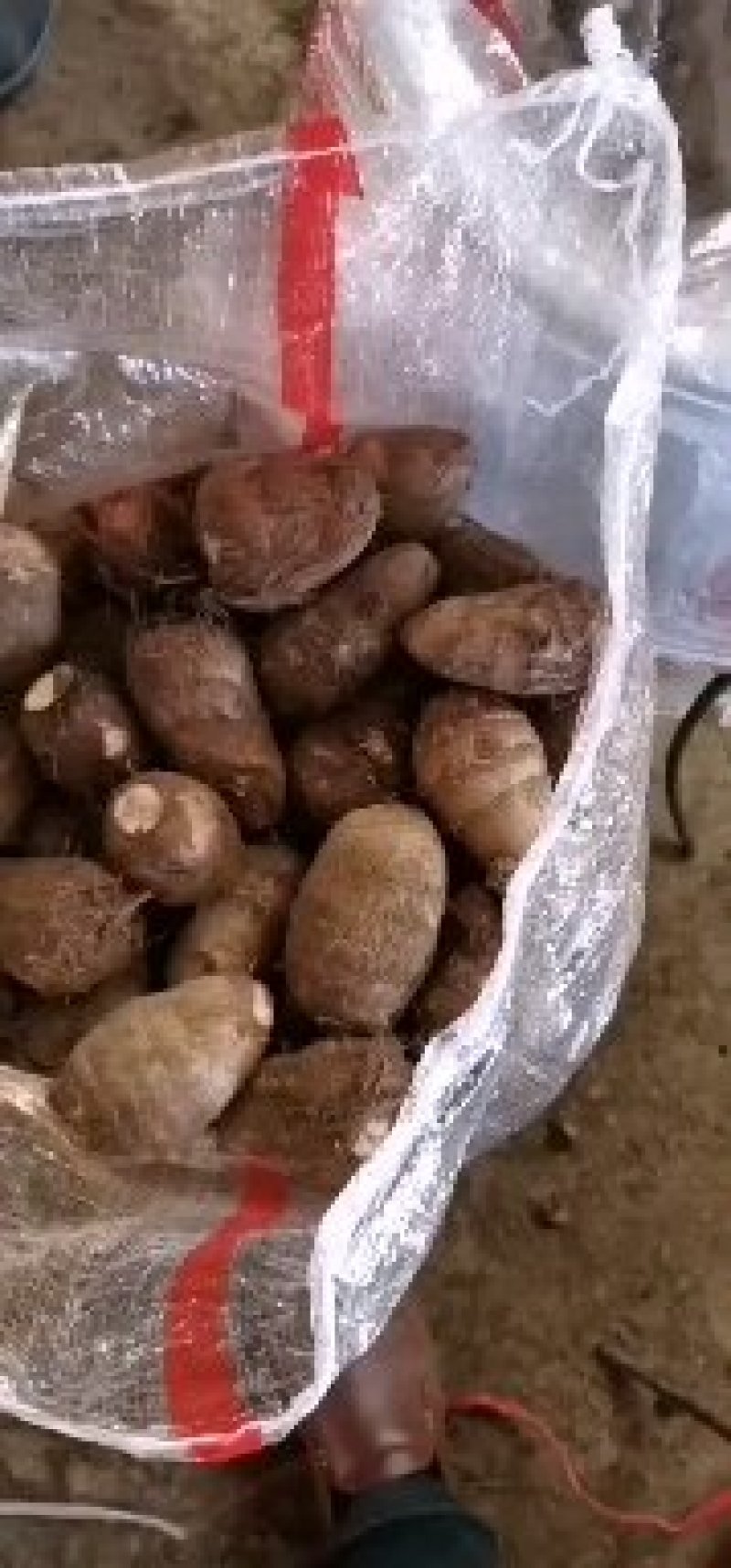 芋头8520芋头全国代发基地直供货源充足质量保证