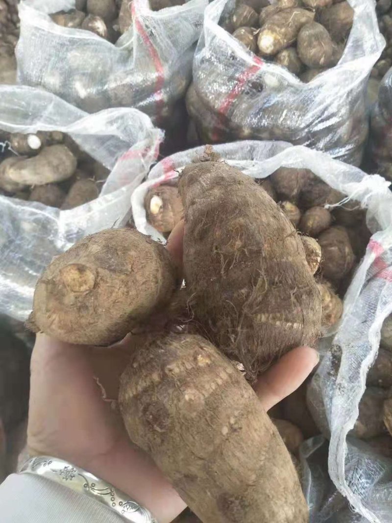 芋头8520芋头全国代发基地直供货源充足质量保证