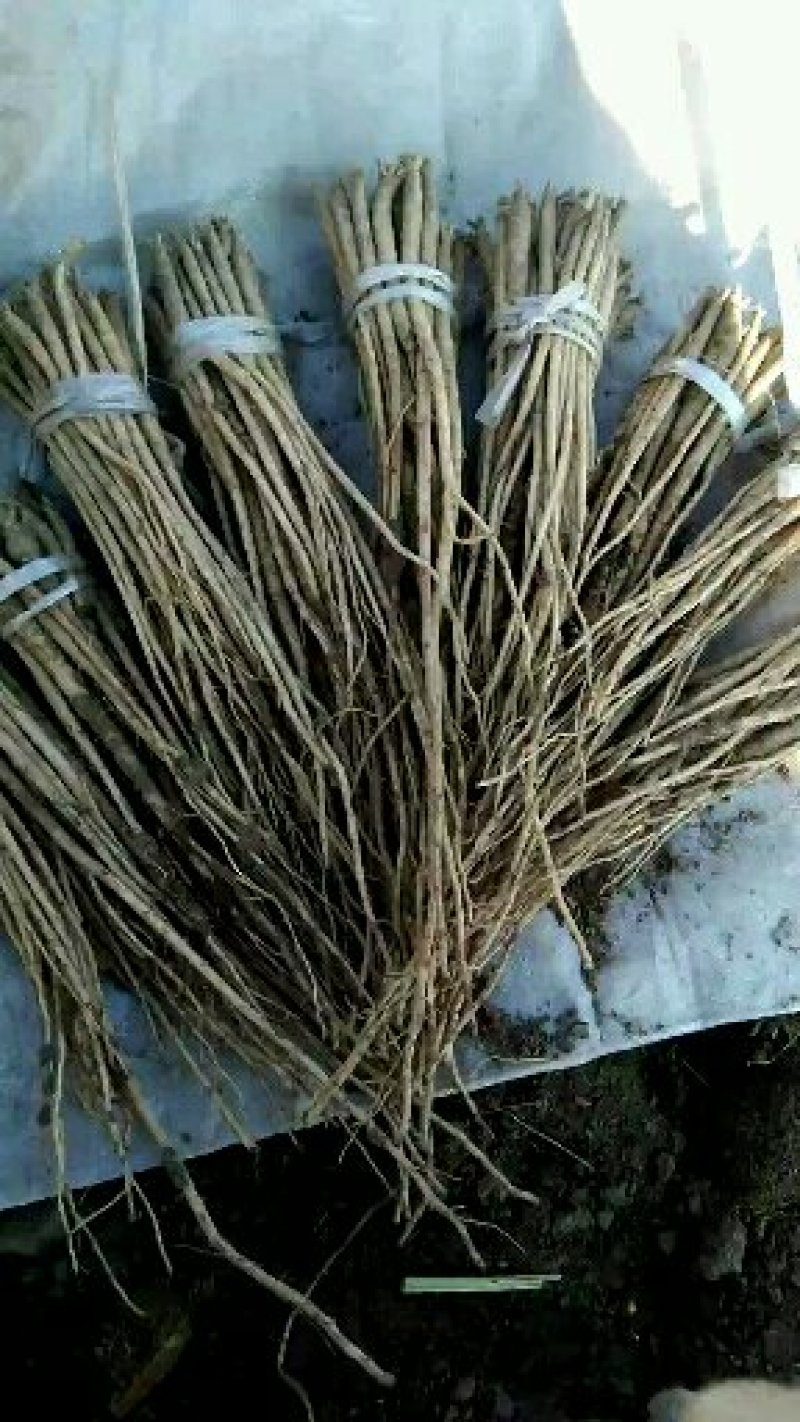 甘肃（包邮）白条党参苗子（大中小号）质量有保障欢迎选购