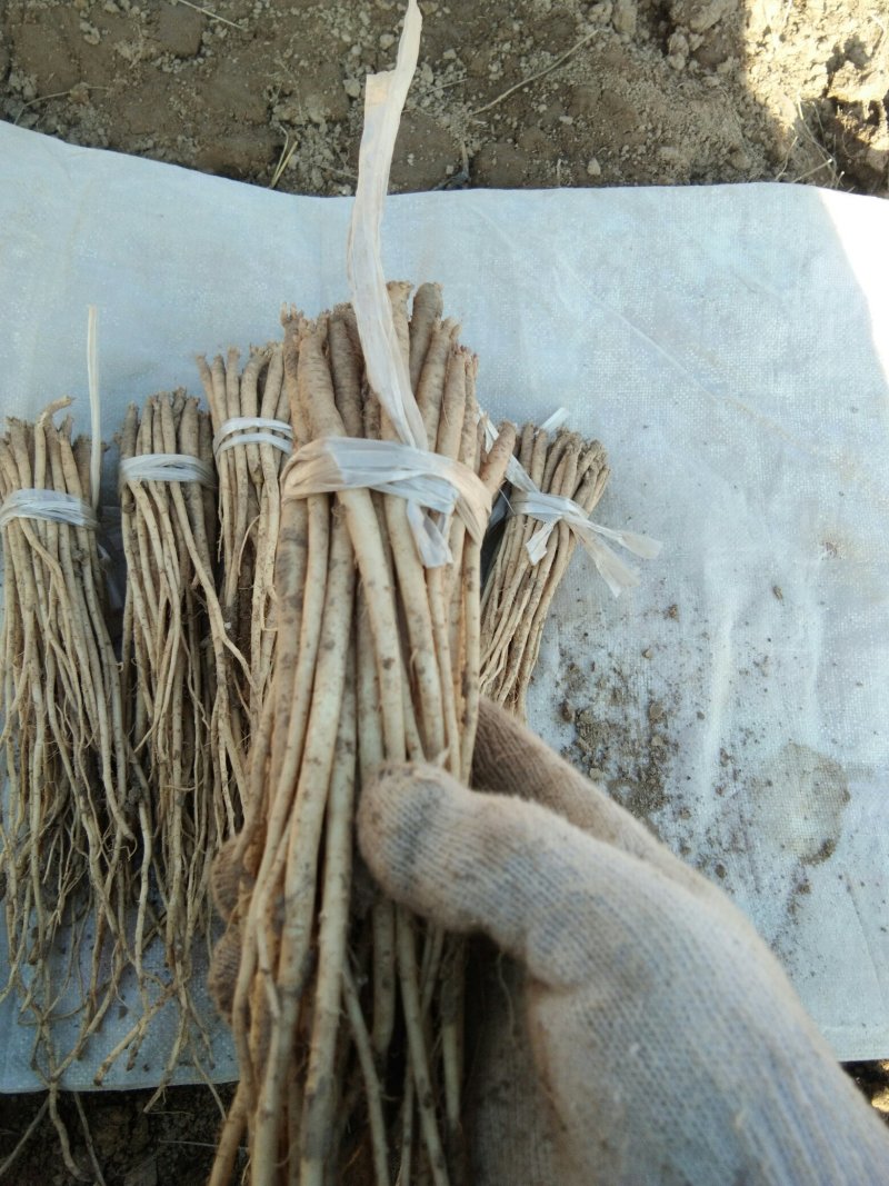 甘肃（包邮）白条党参苗子（大中小号）质量有保障欢迎选购