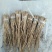 甘肃（包邮）白条党参苗子（大中小号）质量有保障欢迎选购