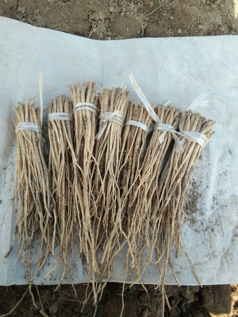 甘肃（包邮）白条党参苗子（大中小号）质量有保障欢迎选购