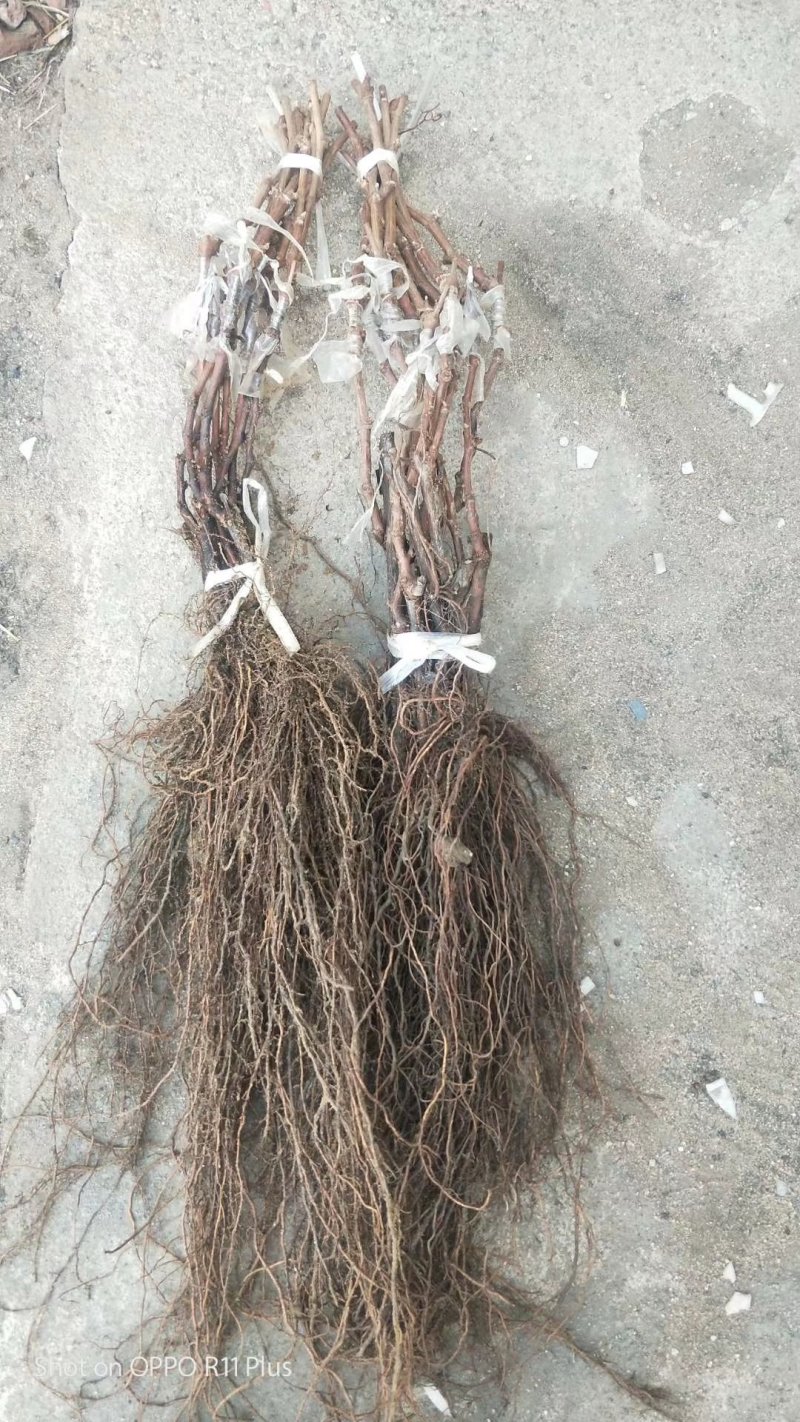 甜蜜蓝宝石葡萄苗晚熟粒子大，天然无核，糖度高可切片晒干