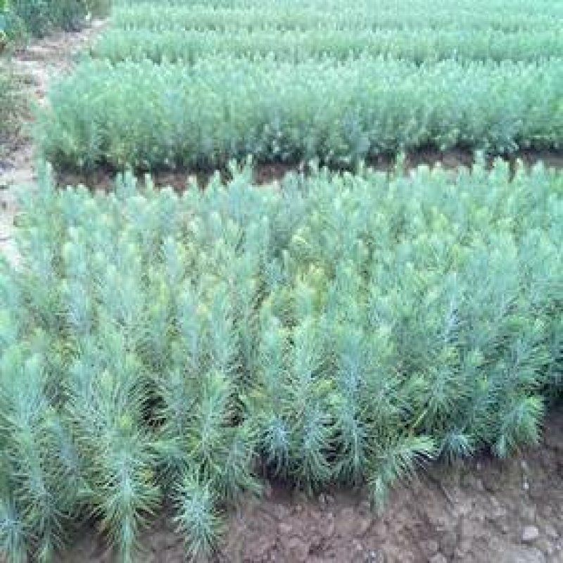 雪松树苗小苗庭院盆栽地栽绿化树苗南方北方种植黑松树苗四季