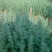 雪松树苗小苗庭院盆栽地栽绿化树苗南方北方种植黑松树苗四季