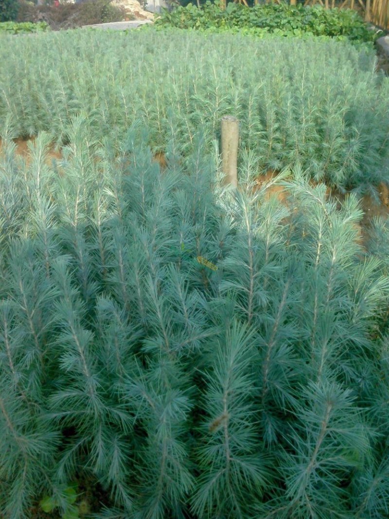 雪松树苗小苗庭院盆栽地栽绿化树苗南方北方种植黑松树苗四季