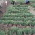 雪松树苗小苗庭院盆栽地栽绿化树苗南方北方种植黑松树苗四季