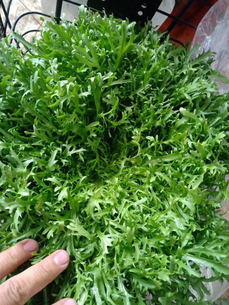 苦菊