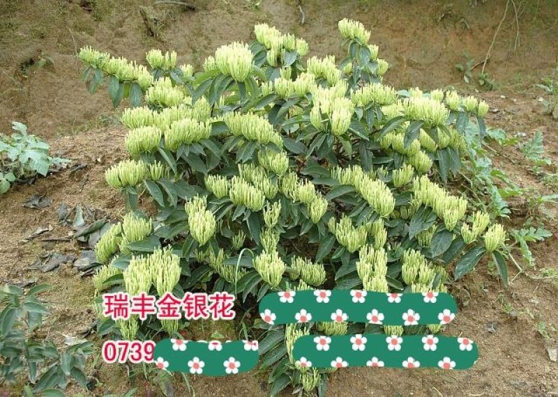 湖南湘蕾金银花王高产花期长不落蕾易采摘成本低效益高