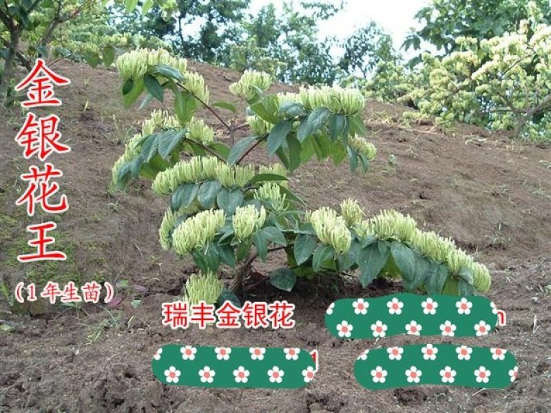 湖南湘蕾金银花王高产花期长不落蕾易采摘成本低效益高