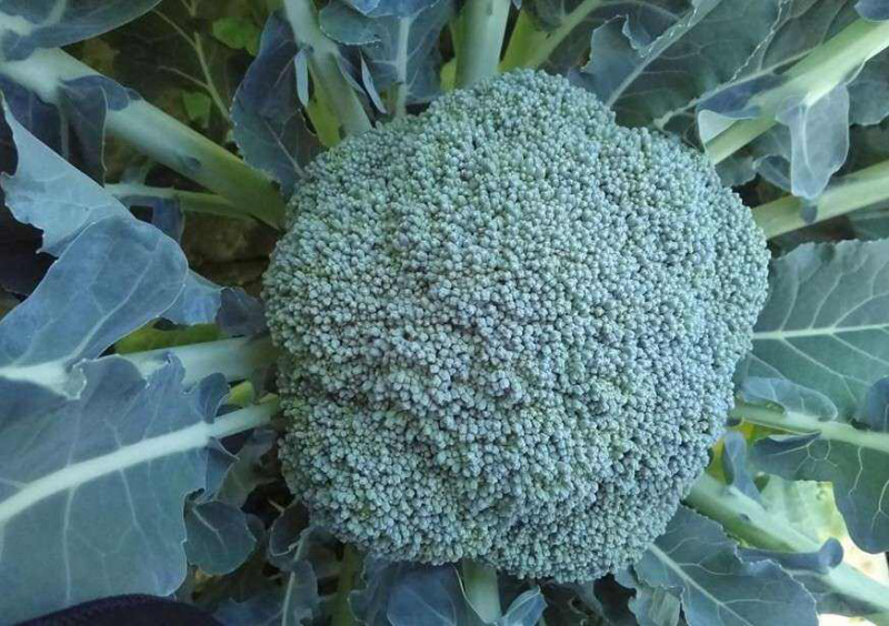 西兰花苗炎秀西兰花苗优秀西兰花苗子西蓝花苗
