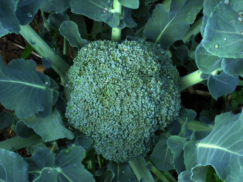 西兰花苗炎秀西兰花苗优秀西兰花苗子西蓝花苗
