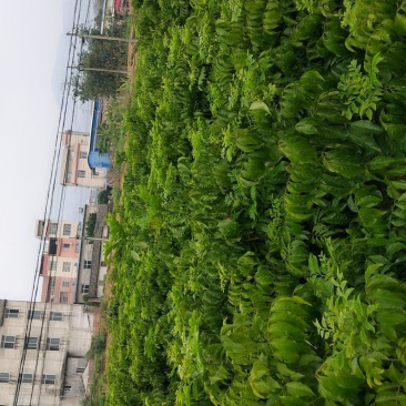 鸡心黄皮苗紫肉黄皮贵妃黄皮黑金黄皮