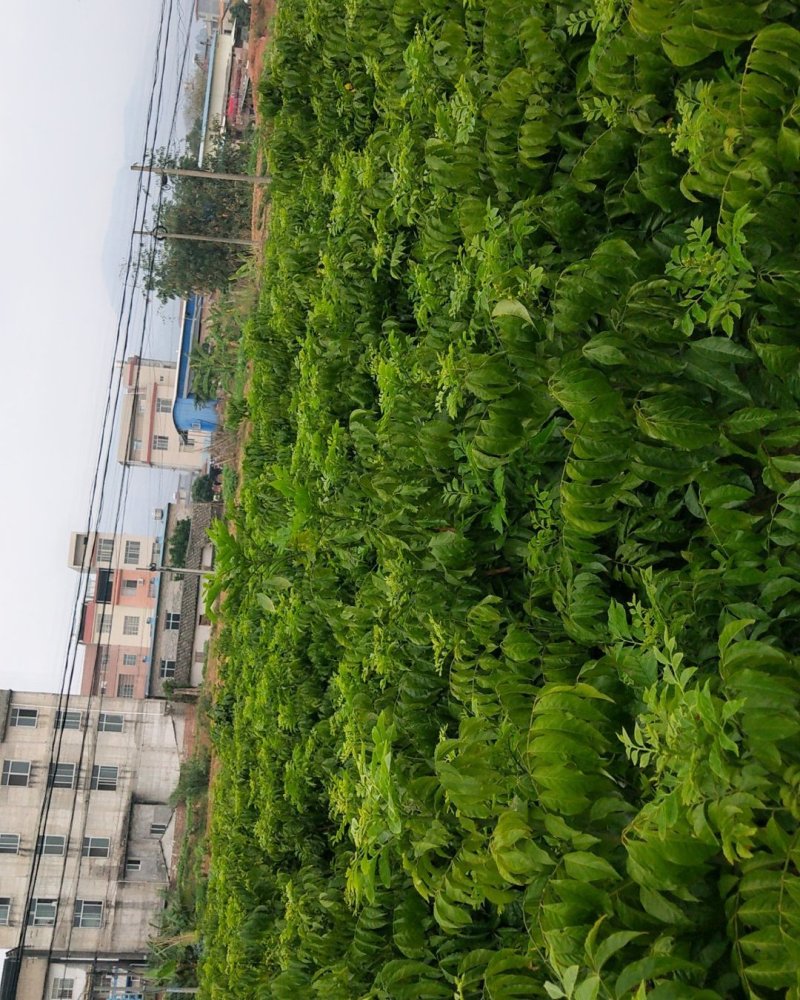 鸡心黄皮苗紫肉黄皮贵妃黄皮黑金黄皮