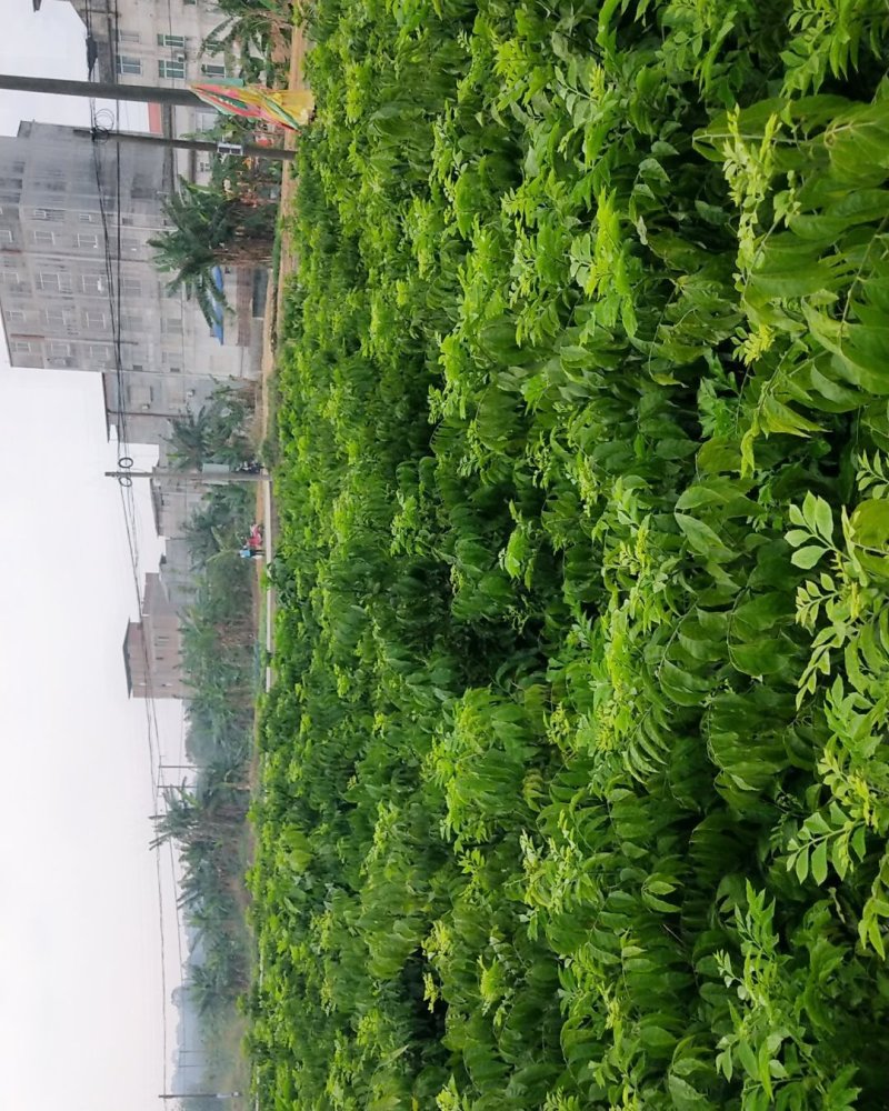 鸡心黄皮苗紫肉黄皮贵妃黄皮黑金黄皮