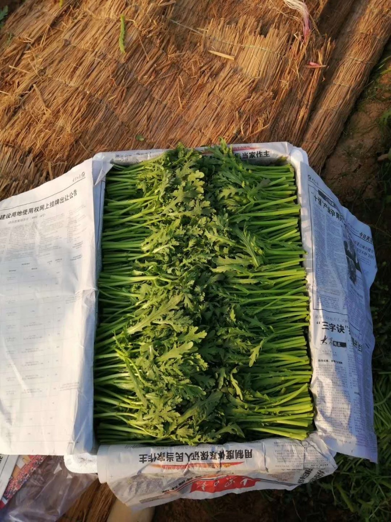 皇帝菜苗高质量对接高端电商超市酒店火锅直用0加工