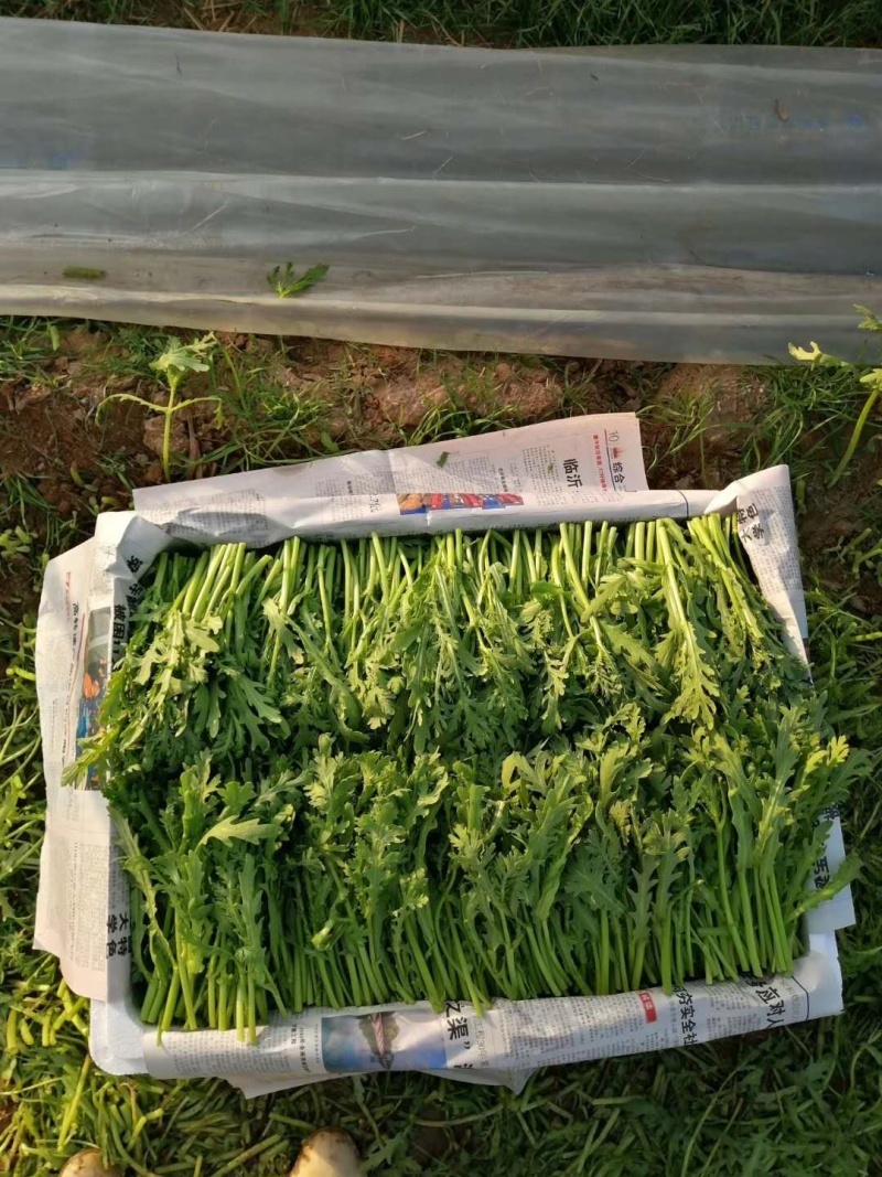 皇帝菜苗高质量对接高端电商超市酒店火锅直用0加工