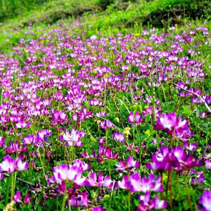 【紫花苜蓿种子猪牛羊兔鸡鸭鹅多年生四季养殖牧草苜蓿草鱼