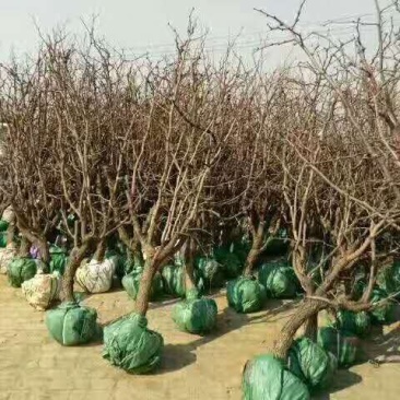山东枣苗基地直供小枣苗冬枣苗占地枣树品种全价格低