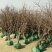 山东枣苗基地直供小枣苗冬枣苗占地枣树品种全价格低