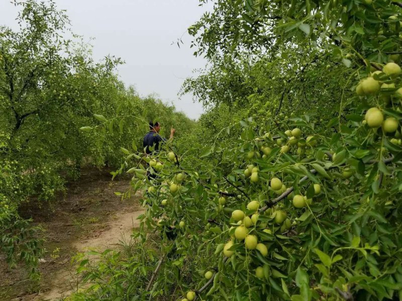 山东枣苗基地直供小枣苗冬枣苗占地枣树品种全价格低