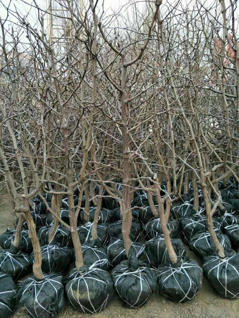 山东枣苗基地直供小枣苗冬枣苗占地枣树品种全价格低
