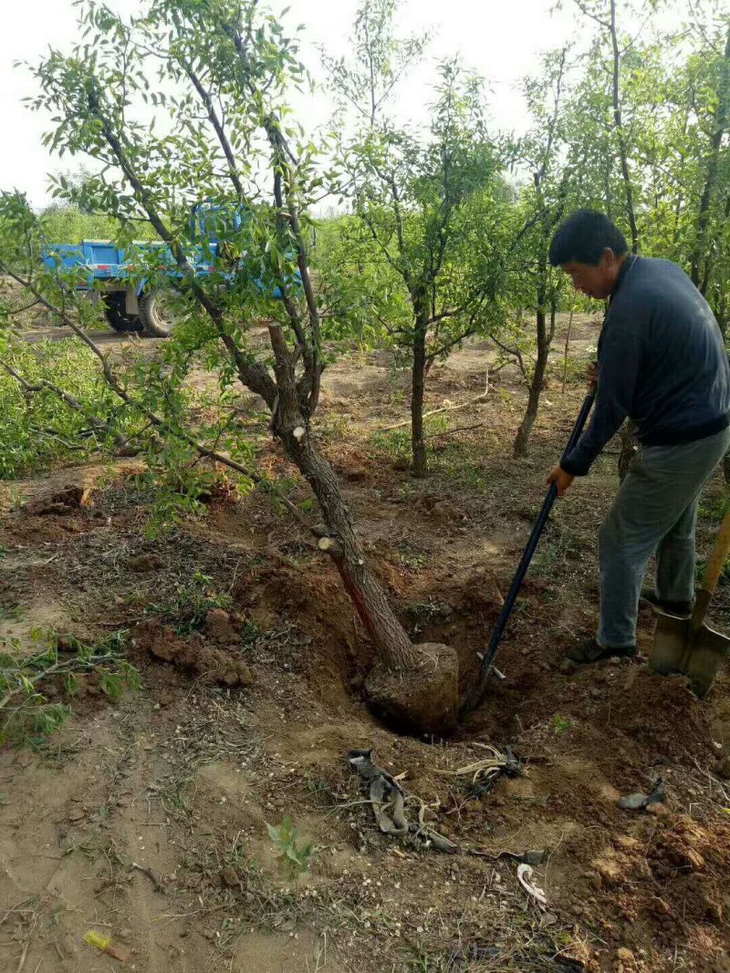 山东枣苗基地直供小枣苗冬枣苗占地枣树品种全价格低