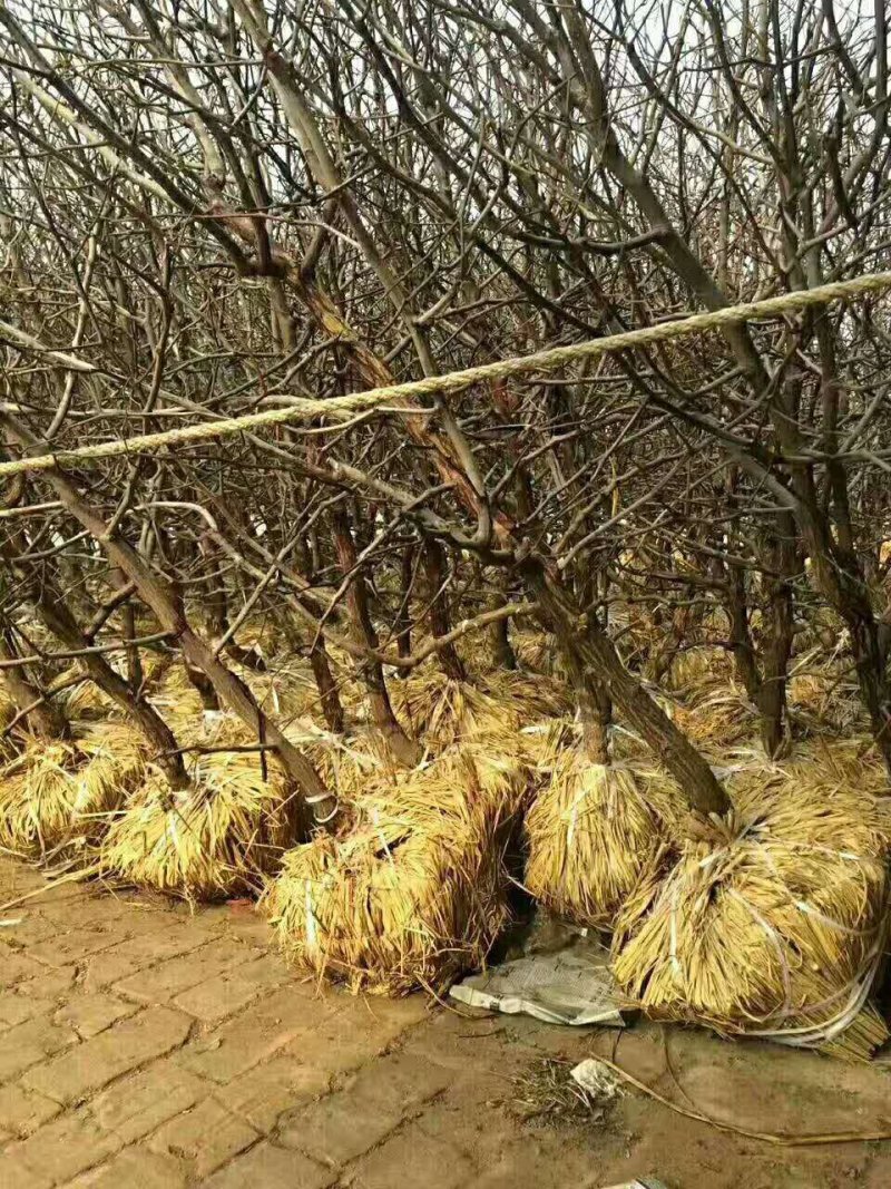 山东枣苗基地直供小枣苗冬枣苗占地枣树品种全价格低