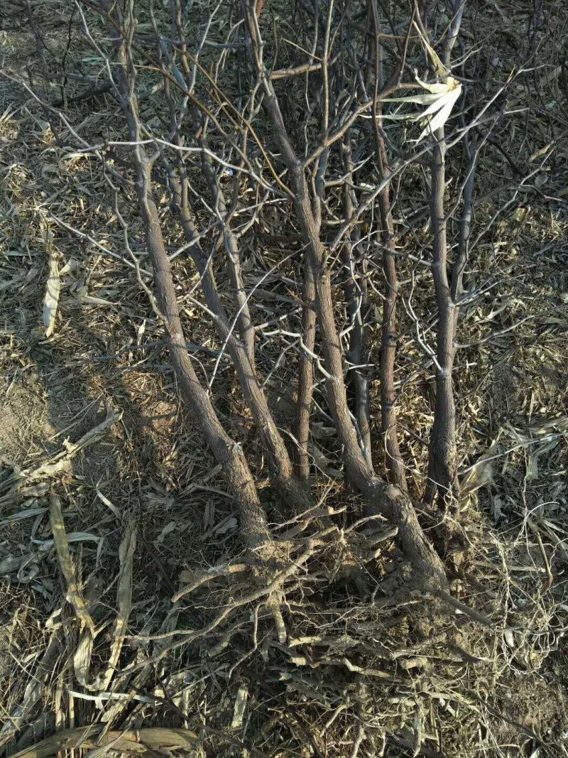 山东枣苗基地直供小枣苗冬枣苗占地枣树品种全价格低