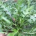 荠菜种子大全农家四季大叶春秋冬季野菜种盆栽小蔬菜种籽种孑