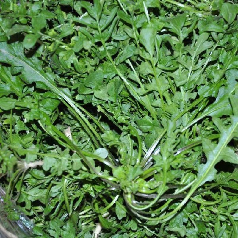 荠菜种子大全农家四季大叶春秋冬季野菜种盆栽小蔬菜种籽种孑