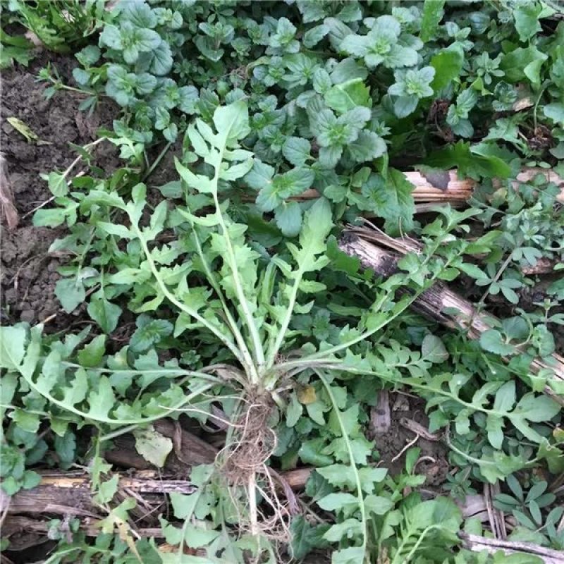 荠菜种子大全农家四季大叶春秋冬季野菜种盆栽小蔬菜种籽种孑
