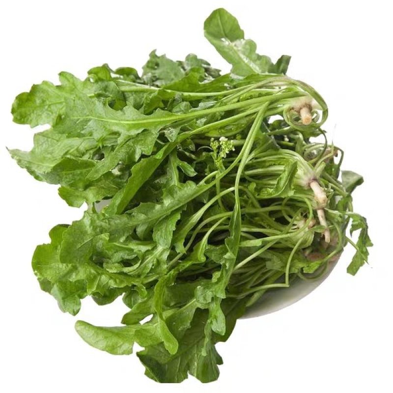 荠菜种子大全农家四季大叶春秋冬季野菜种盆栽小蔬菜种籽种孑