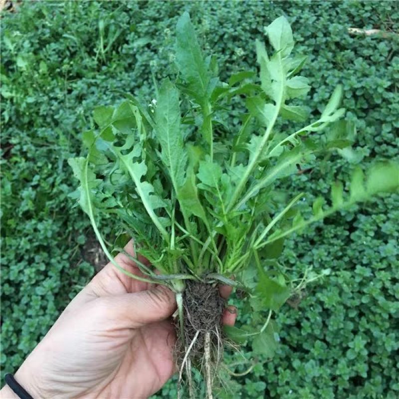 荠菜种子大全农家四季大叶春秋冬季野菜种盆栽小蔬菜种籽种孑