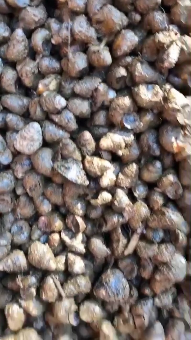 江西鄱阳湖毛刀鱼饲料冰鲜鱼