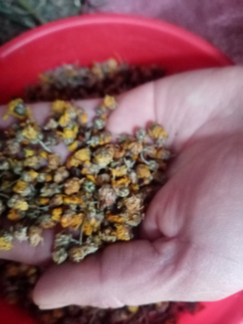 天然菊花茶，大量有货每年5吨左右要大货的连系我。保证质量
