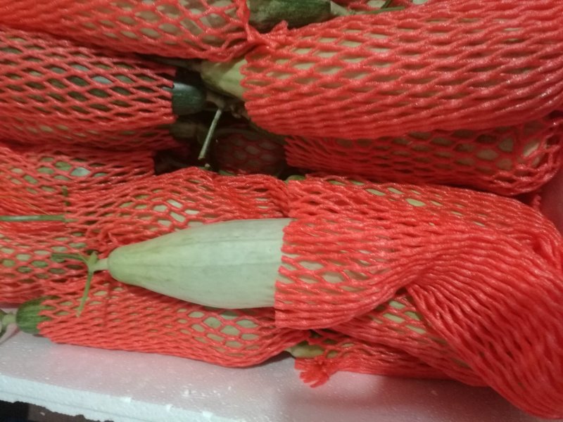 山东羊角蜜大量上市，甘甜可口食品，诚招全国客商，欢迎