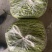 2026新上市青芦蒿黎蒿优质精品批发！