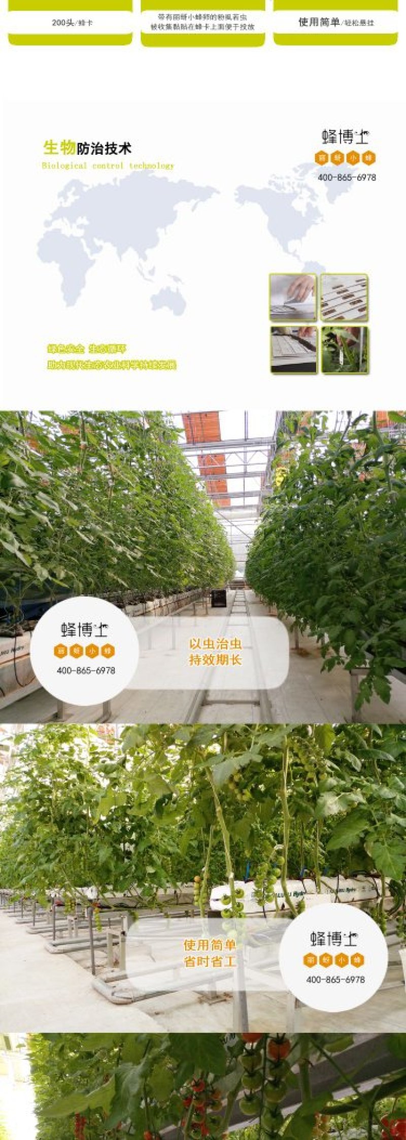 Dr.bee蜂博士丽蚜小蜂白粉虱生物防治天敌