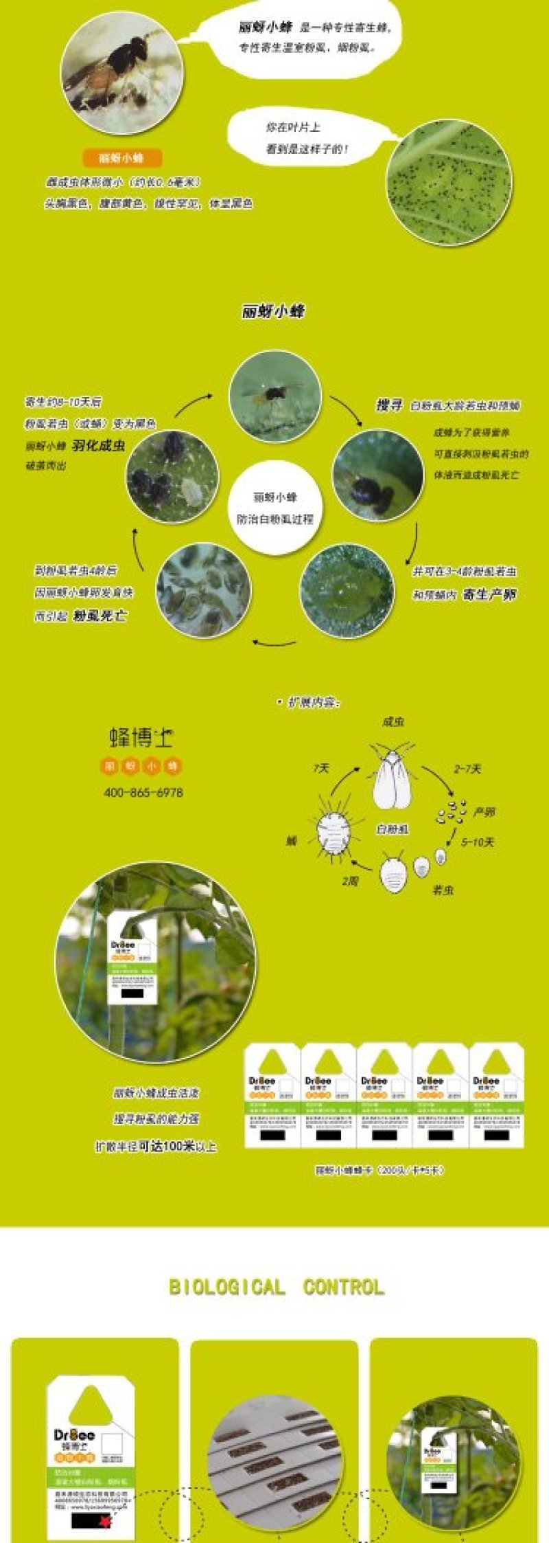 Dr.bee蜂博士丽蚜小蜂白粉虱生物防治天敌