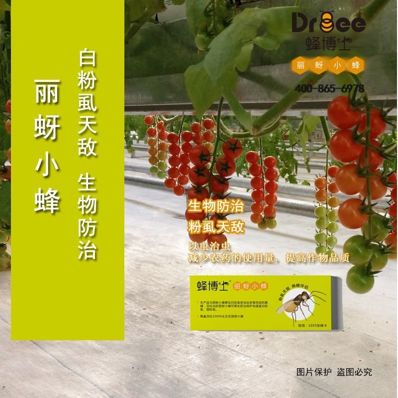 Dr.bee蜂博士丽蚜小蜂白粉虱生物防治天敌