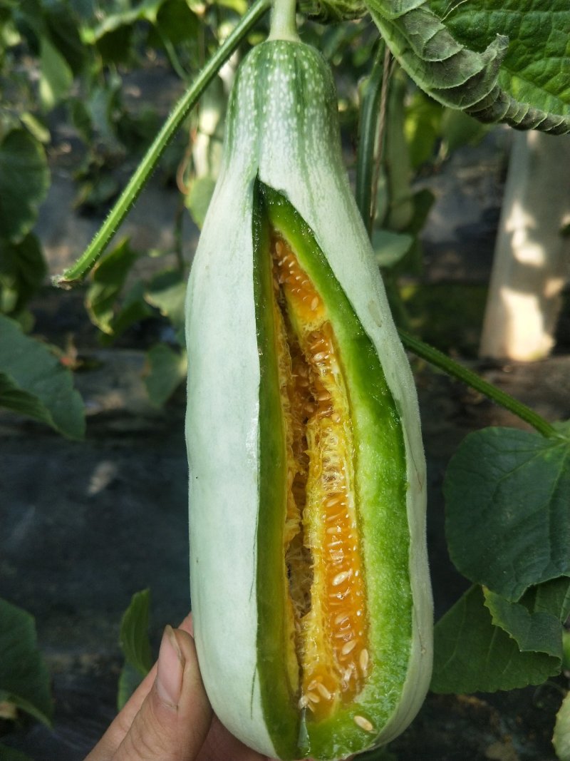 正宗博洋61/红瓤绿肉/口感香甜/电商一件代发/超市专供
