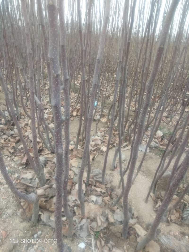 苹果苗，优质烟富八苹果嫁接苗，烟富O，红肉苹果苗：