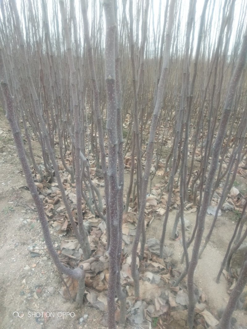 苹果苗，优质烟富八苹果嫁接苗，烟富O，红肉苹果苗：